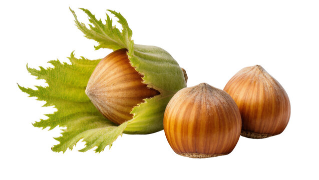 Isolated fresh hazelnuts with a green leafy husk and two shelled nuts, natural organic snack ingredient
