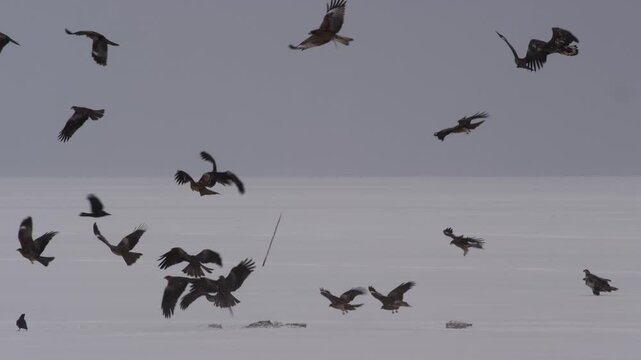 風蓮湖の鷲