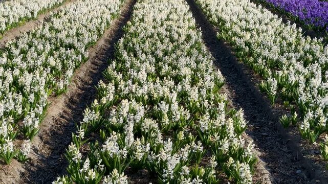 Hyacint flowers, vertical 4K video of blooming white and purple flowers outdoor at daytime in a field with greenhouse during spring in The Netherlands.