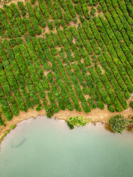 Aerial drone view of lush green tea fields at Bois Cheri Tea Plantation on the island of Mauritius