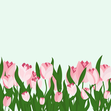  Pink tulips flower on light background. vector illustration.Simple celebrating card or invitation.Vector  hand drawn design.