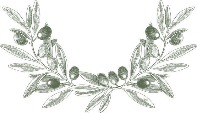 Drawing olives fruits branch arrangemets vector green. Hand drawn floral illustration olive fruit tree branches leaves isolated background. Edible foliage. Drawings food. Menu wrapping card gift decor
