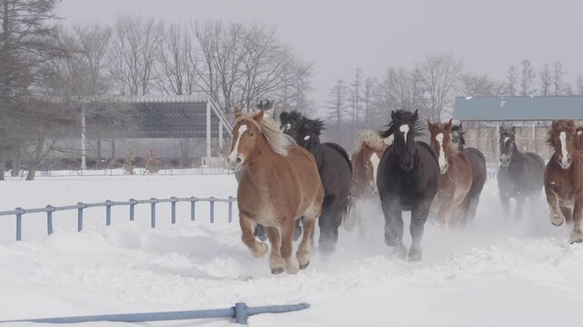 十勝牧場 馬追い運動