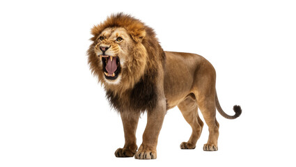 Isolated male lion roaring with powerful open mouth showing sharp teeth and a majestic mane © Timo