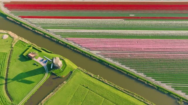 Aerial view of vibrant tulip fields in the Netherlands. Traditional Dutch windmill stands by a calm canal. Symmetrical rows of colorful flowers creating a stunning geometric pattern.
