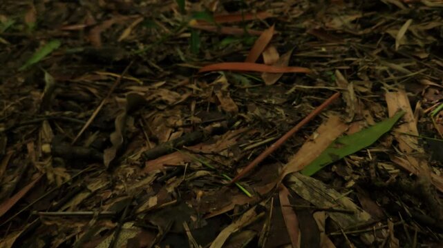 Ground Tracking Shot Over Dry Leaves and Forest Floor Texture, Cinematic Nature Background