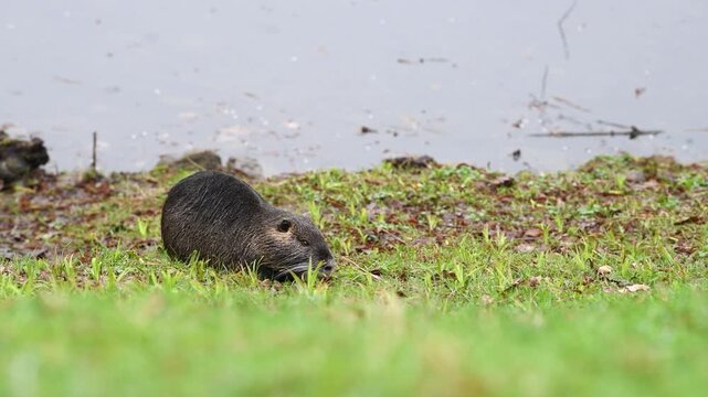 Nutria river rat, coypu herbivorous, semiaquatic rodent, Myocastoridae at water pond, wildlife animal, habitat wetlands
