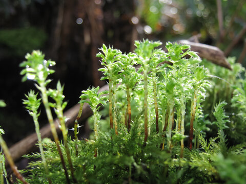 Mnium Moss In The Temperate Rainforest