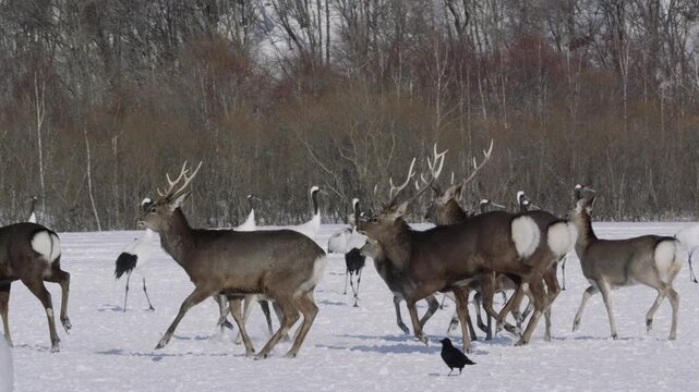 エゾジカの群れとタンチョウ
