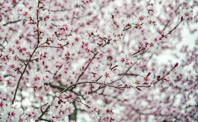 Obraz premium Spring flower blossom abstract background 