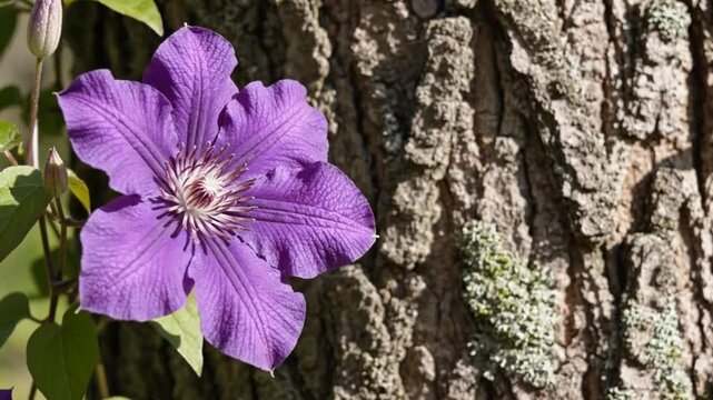 Close-up of a vibrant purple clematis flower with a textured tree trunk background, bathed in sunlight.