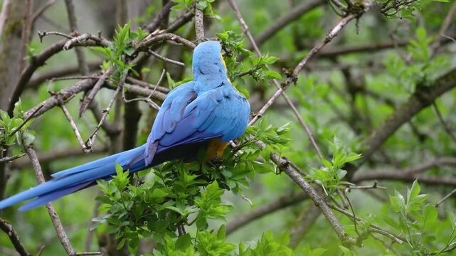 The Blue-and-yellow Macaw, Ara ararauna also known as the blue-and-gold macaw, is a large South American parrot with mostly blue top parts and light orange underparts