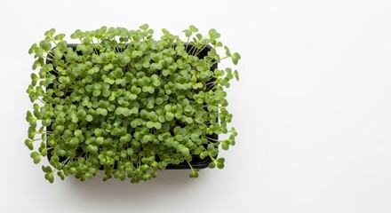 Obraz premium Fresh green microgreens in black tray on white background