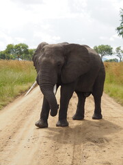 Obraz premium “Elephant Walking Along a Road in the African Savanna of Mikumi National Park, Tanzania” OLYMPUS DIGITAL CAMERA