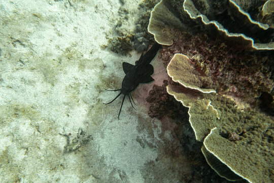 Sailfin Catfish on Ningaloo Coral Reef, Western Australia, Australia
