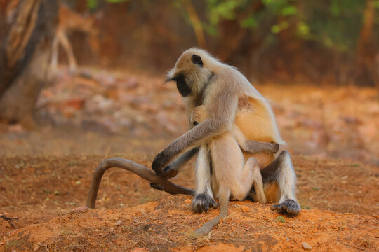 Gray langurs, also called Hanuman langurs and Hanuman monkeys, are Old World monkeys native to the Indian subcontinent constituting the genus Semnopithecus.