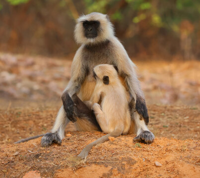 Gray langurs, also called Hanuman langurs and Hanuman monkeys, are Old World monkeys native to the Indian subcontinent constituting the genus Semnopithecus.