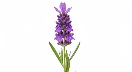 Obraz premium Single Sprig of Fresh Purple Lavender Flower with Green Leaves isolated on White Background