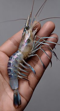 Large fresh monodon tiger prawn.