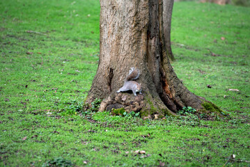 Obraz premium A Grey squirrel in the spring park, Ireland