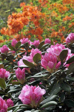 Rhododendren und Azaleen