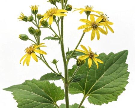 Ligularia &ndash; Yellow ligularia daisy-like blooms with large green leaves, isolated on white background.