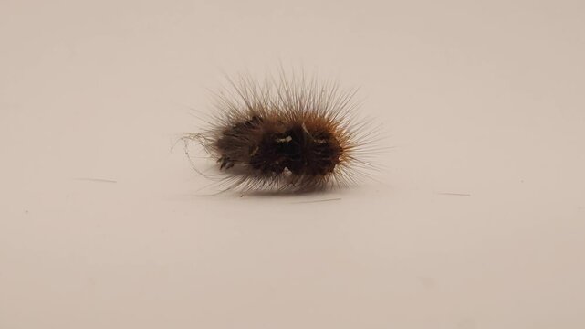 Hairy caterpillar isolated on white background crawling in macro close up, detailed insect with spines and texture, wildlife study scene showing movement, biology, entomology and natural organism