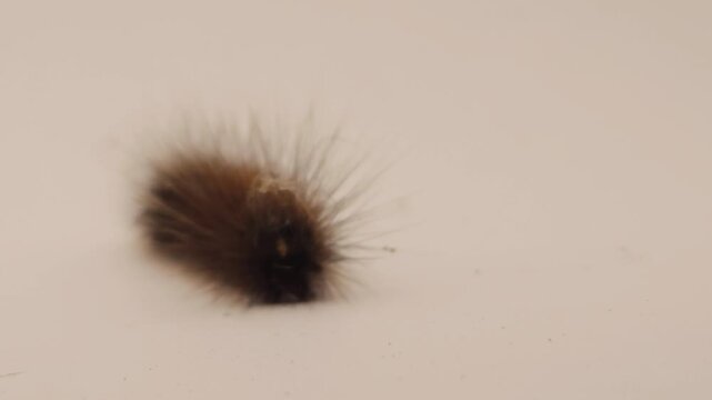 Hairy caterpillar isolated on white background crawling in macro close up, detailed insect with spines and texture, wildlife study scene showing movement, biology, entomology and natural organism