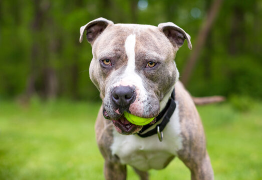 A Pit Bull Terrier mixed breed dog holding a ball in its mouth