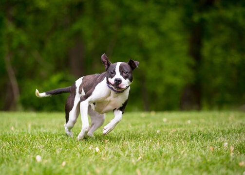 A Pit Bull Terrier mixed breed dog running outdoors