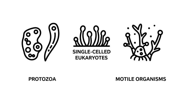 Biology icons: protozoa, single-celled eukaryotes, and motile organisms. microbiology and cell science concepts
