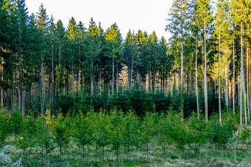Fototapeta premium Wiederaufforstung im Mischwald im Frühjahr