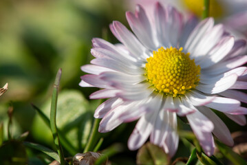 Obraz premium Close up of daisy flower from low angle in grass