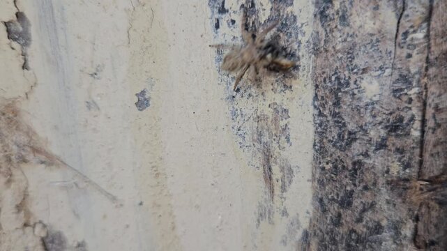 Spider capturing insect prey on wall in macro close up, detailed wildlife behavior showing hunting and survival instinct, predator insect scene with texture and natural environment in India