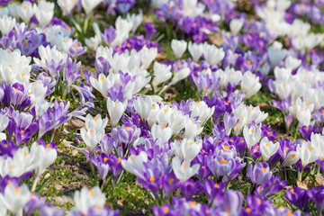 Obraz premium Vibrant field of Crocus vernus blooming in a Warsaw park, Poland. Beautiful spring meadow with purple and white Dutch crocuses in soft sunlight, symbol of early spring nature in Europe.