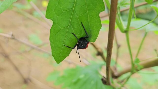 Macro Close Up of Red Pumpkin Bug (Coridius ianus) Resting on Green Leaf, True Bug in Natural Habitat, Wildlife, Entomology, 4K Stock Footage