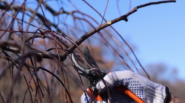 The process of pruning tree branches in the garden, close-up. A hand in a white protective glove holds a garden pruner with orange handles. Shaping the crown of a weeping apple tree