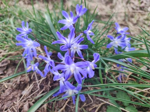 Blausterne
