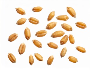Obraz premium Scattered Raw Wheat Grains Close Up Isolated on White Background
