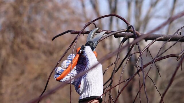 The process of pruning tree branches in the garden, close-up. A hand in a white protective glove holds a garden pruner with orange handles. Shaping the crown of a weeping apple tree