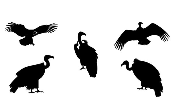 Vulture Silhouettes Set in Different Poses and Actions Vector Collection