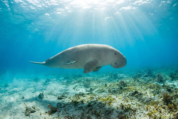 Obraz premium Dugong swimming gracefully through crystal clear blue ocean water with sunlight