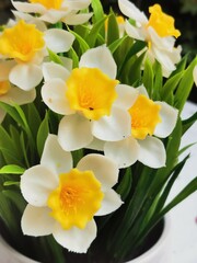 Obraz premium photographie en très gros plan de narcisses jaunes et blanches en bouquet dans un pot de fleur