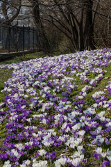 Naklejka premium Crocus vernus blooming in Lazienki Park, Warsaw. Beautiful white and purple spring flowers in Poland. Close-up vertical shot of saffron blossoms in a sunny garden, botanical nature background.