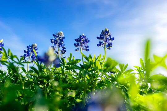 Bluebonnet Season - Texas bluebonnets are blooming everywhere from city to country side.