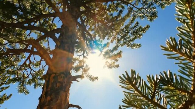 Low angle shot of a majestic tree with cicadas perched on a branch, bright sunlight with blue sky background