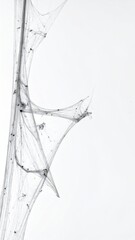 Obraz premium Delicate Spiderweb with Debris on White Background Minimalist Macro Detail