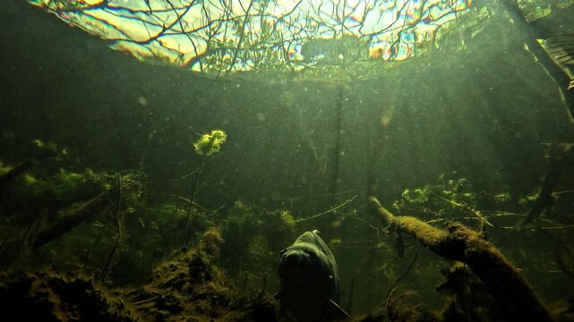 Large mirror carp Cyprinus carpio approach the camera among submerged branches while a pike Esox lucius shares the habitat. Interaction scene in freshwater environment showing cohabitation.