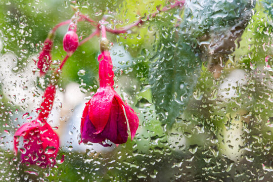 Nahaufnahme von Wassertropfen auf einer Glasscheibe, im Hintergrund die rote Bl&uuml;te einer Fuchsie