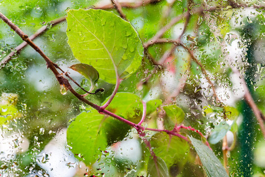 Nahaufnahme von Wassertropfen auf einer Glasscheibe, im Hintergrund Bl&auml;tter und &Auml;ste einer Pflanze